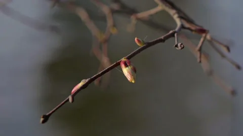 Dehiscing buds Stock Footage 50097669