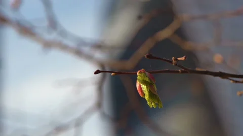 Dehiscing buds on the trees Stock Footage 50097614