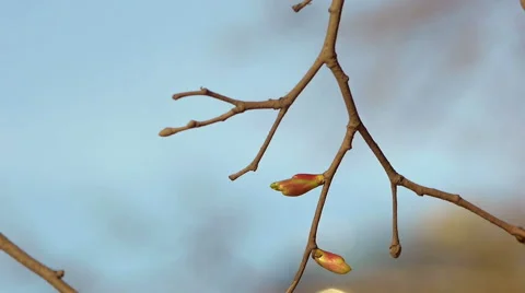 Dehiscing buds on the trees Stock Footage 50097621