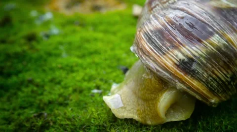 Dehiscing snail Stock-Footage 64016568