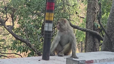 Dehradun, India: Monkey Sitting by the Roadside Stock Footage 277926226