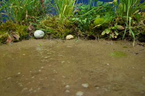 Dehydrating pond. Timelapse colour key. Video stock 108579405
