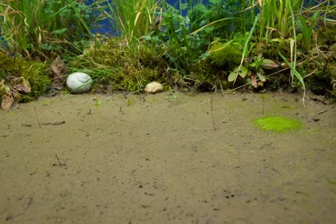 Dehydrating pond. Timelapse colour key. Stock Footage 108836189