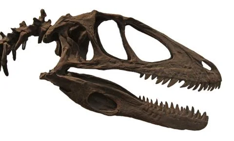 Deinonychus skull Stock Photos