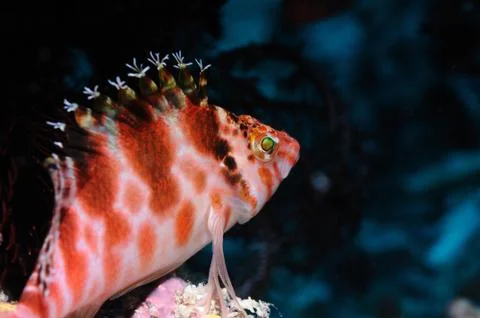 Dejected princess Stock Photos