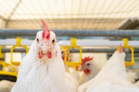 Dekalb white hen looking at camera. Poultry farm. Stock Photos