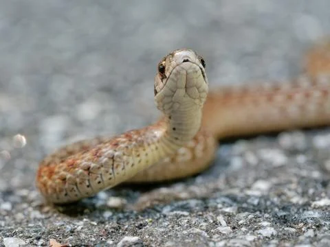 DeKay's brown snake Fotos de archivo