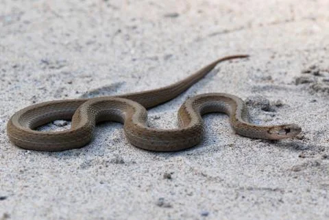 Dekay`s snake Foto stock