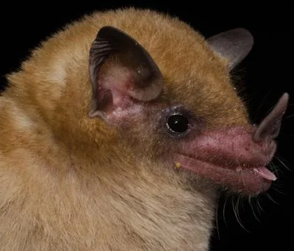 Dekeyser's nectar bat Foto stock