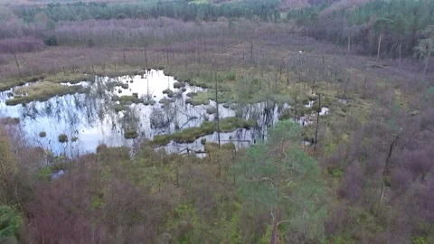 Delamere Forrest Marsh land Stock Footage 166525223