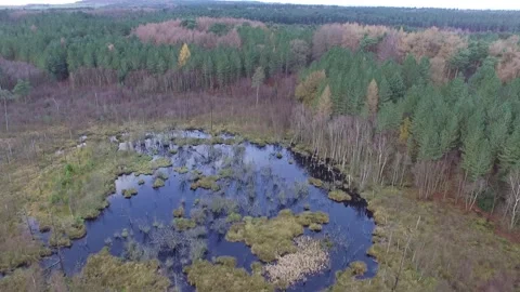 Delamere Forrest Marsh land Stock Footage 166525301