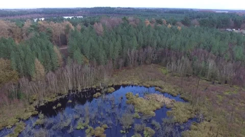 Delamere Forrest Marsh land Stock Footage 166525322