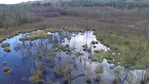 Delamere Forrest Marsh land Stock Footage 166525329