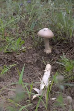 Delamination massive stem the mushroom, devoid of the cap. grisette agarics Stock Photos