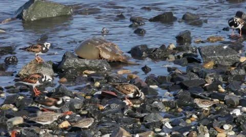 Delaware Bay Wildlife Stock Footage 64800129