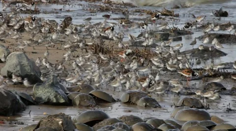 Delaware Bay Wildlife Stock Footage 64800139