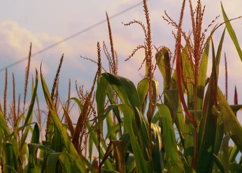 A Delaware Cornfield Stock Photos