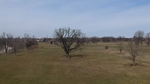 Delaware Park Tree Stock Footage 88440472