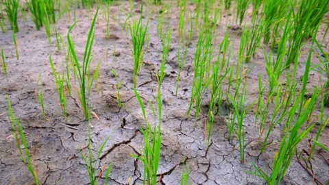Delayed and deficient monsoon lead to rice tree dying, rice production drop Video stock 253030672
