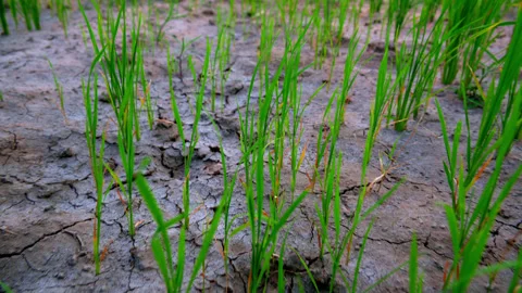 Delayed and deficient monsoon lead to rice tree dying, rice production drop Video stock 253032162