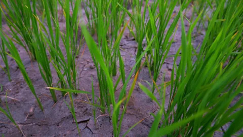 Delayed and deficient monsoon lead to rice tree dying, rice production drop Video stock 253032691