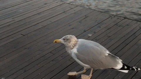 Delayed seagull shooting. Flight on the quay. Stock Footage 87903817