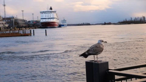 Delayed seagull shooting. Flight on the quay. Stock Footage 87903894