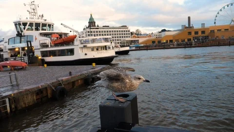 Delayed seagull shooting. Flight on the quay. Stock Footage 87903901