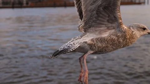 Delayed seagull shooting. Flight on the quay. Stock Footage 87903917