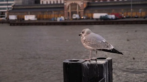Delayed seagull shooting. Flight on the quay. Stock Footage 87903938