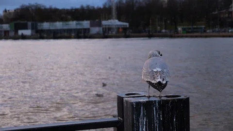 Delayed seagull shooting. Flight on the quay. Stock Footage 87903961