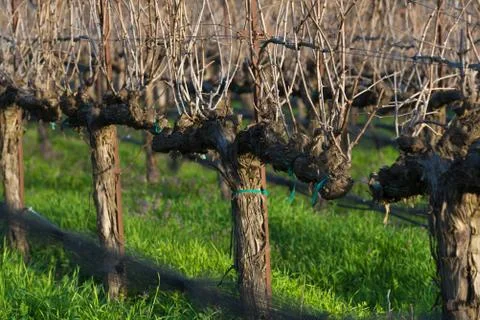 A deleafed vineyard Stock Photos