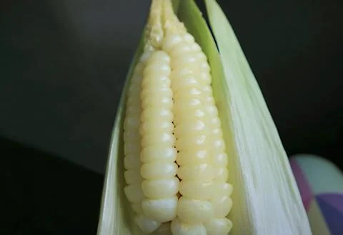 Delectable boiled Peruvian corn or Cuzco corn called Choclo, Cusco, Peru Stock Photos