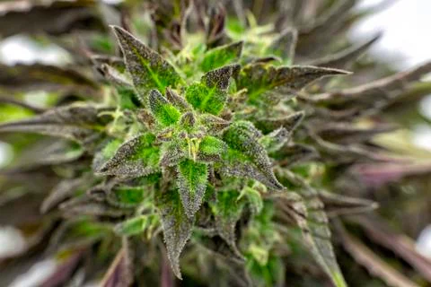 Delectable Dankness Stock Photos