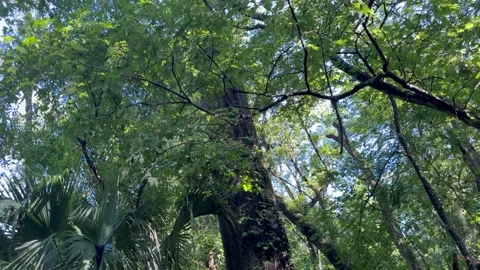 DeLeon Springs State Park, Old Methuselah Stock Footage