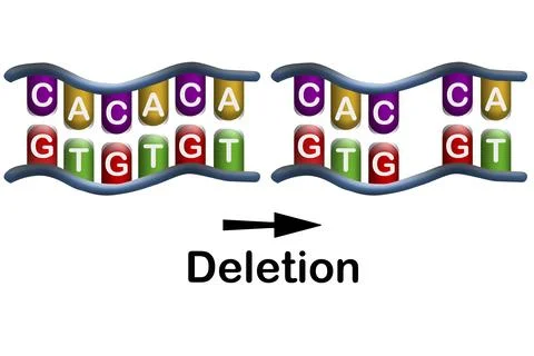 Deletion mutation, the loss of one or more nucleotides from a segment of DNA Stock Illustration