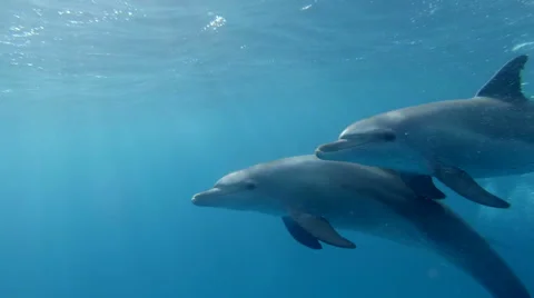 Delfin Couple Stockbeeldmateriaal 59090467