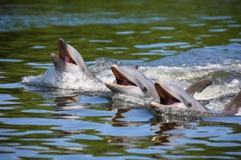 Delfine in einer Bucht. Delfine in einer Bucht. Copyright: xZoonar.com/Ber... Stock Photos