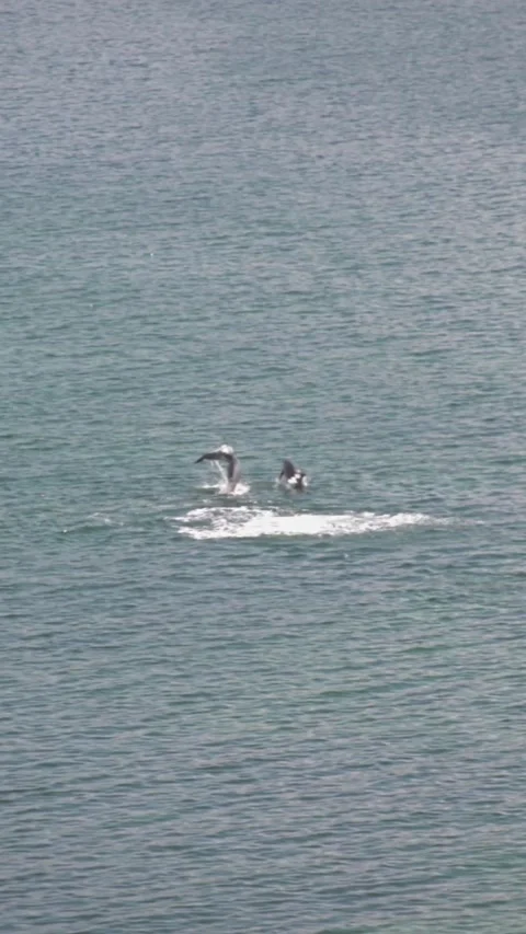 Delfines saltando  Stock Footage 301664554