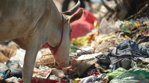 Delhi's Land fill 動画素材 248056099