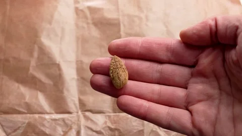 Delicacy roasted almond nut with nutshell in hand Stock Footage 256709112