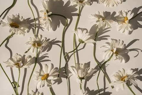 Delicate aesthetic chamomile flower pattern with sunlight shadows on white ba Stock Photos