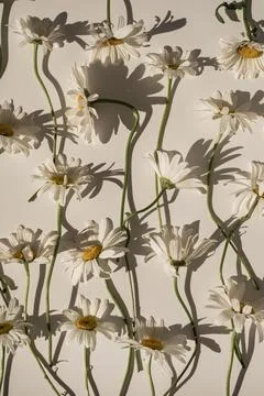 Delicate aesthetic chamomile flower pattern with sunlight shadows on white ba 写真素材