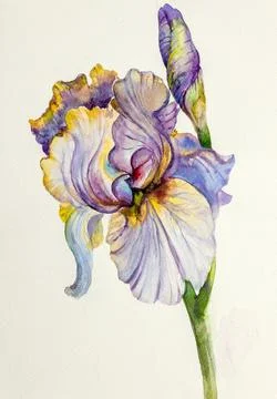 Delicate and bright iris Stock Illustration