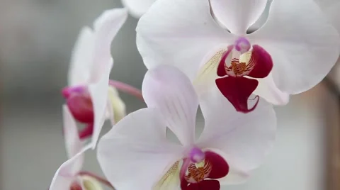 Delicate and elegant Beautiful Orchids flowers close up Video stock 45280426