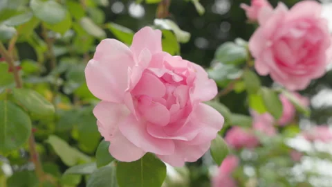 A delicate and elegant single pink rose in full bloom, surrounded by fresh green 库存影片 336285951