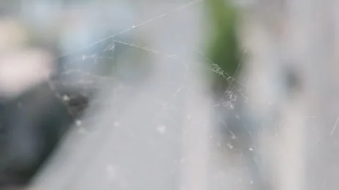 A delicate and intricate spider web shimmering in the soft, bright daylight agai Stock Footage 336178386