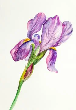 Delicate and lilac iris Stock Illustration