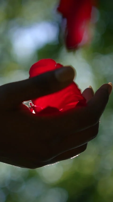 A Delicate and Meaningful Gesture Featuring a Vibrant Red Rose Captured in Vidéo 288221368