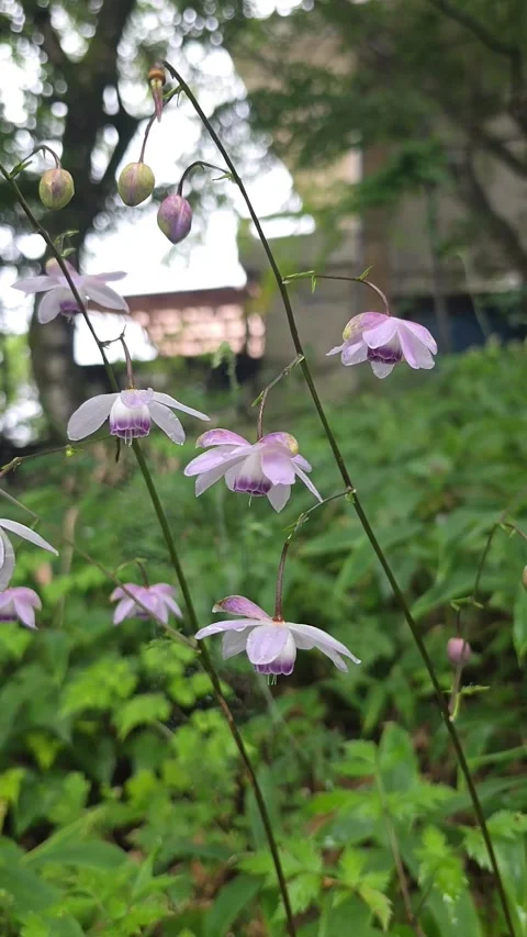 Delicate Anemonopsis Macrophylla Flowers Blooming in Japanese Woodland Vídeo Stock 343732560